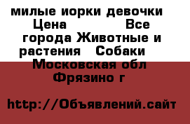 милые иорки девочки › Цена ­ 15 000 - Все города Животные и растения » Собаки   . Московская обл.,Фрязино г.